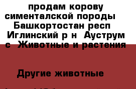 продам корову сименталской породы. - Башкортостан респ., Иглинский р-н, Ауструм с. Животные и растения » Другие животные   